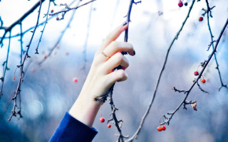 Person reaching berry branch winter - winter free wallpaper for desktop