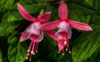 Pink flowers green leaves white 2 - two pink flower free wallpaper