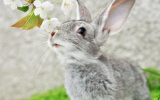 Rabbit grass flowers blue eyes - a small rabbit free wallpaper