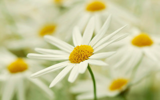 White flower yellow center macro 11 - yellow center and petals free wallpaper