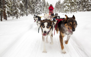 Dog sled race shiba winter - digital free wallpaper