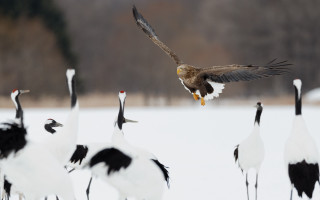 Flying bird over snow group - ecological art free wallpaper
