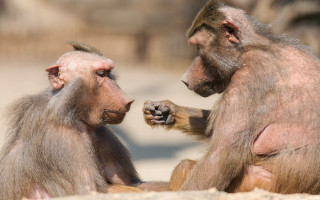Monkeys sitting on sandy ground - sandy free wallpaper
