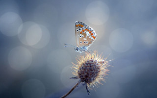 Butterfly flower bokeh light macro - the top free wallpaper