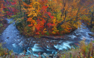 Autumn foliage river forest leaves - the fall free wallpaper