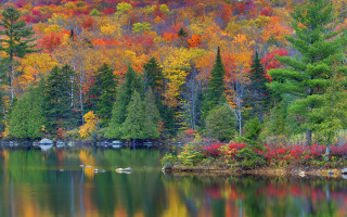 Autumn lake forest ducks impressionist - beautiful landscape free wallpaper