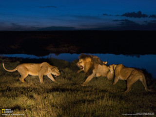 Lions walking grass water night - two lion free wallpaper