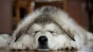 Dog sleeping paws blurry depthoffield - melting free wallpaper