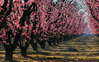 Pink flowered trees field bloom - a row of trees free wallpaper
