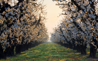 Field trees white flowers sunlight - white flower free wallpaper
