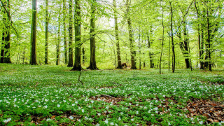Green field white flowers forest - the middle of it free wallpaper