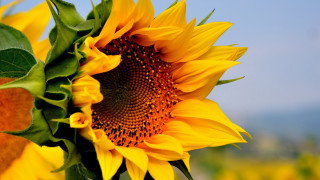 Sunflower blue sky field blurry - a sunflower free wallpaper