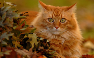 Sad cat in autumn bush - a sad look free wallpaper