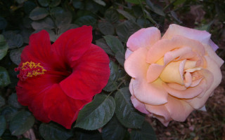 Roses garden naturalisme flower leaf - two rose free wallpaper