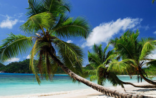 Palm tree beach mountain clouds 2 - palm tree free wallpaper