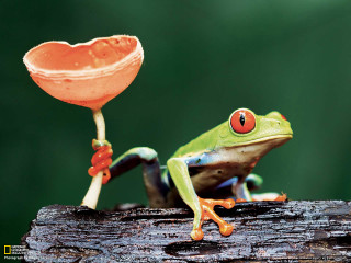Frog flower branch fruit ecological - a frog free wallpaper
