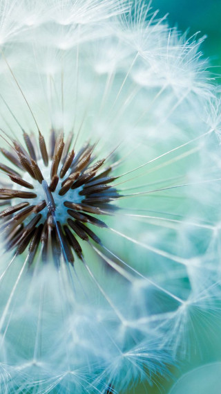 Dandelion blue background brown center - free new year wallpaper