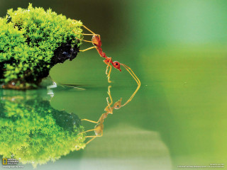 Red ant green plant water - free nature wallpaper