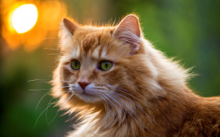 Cat green eyes rayonism orange - a yellow light free wallpaper
