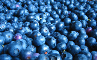Blueberries table blurry macro flower - a table top free wallpaper