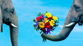 Elephants flowers romantic sky clouds - romantic free wallpaper