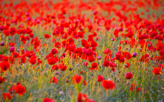 Red flower field autumn sunset - red flower free wallpaper