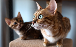 Blue eyed cat on head - another cat free wallpaper