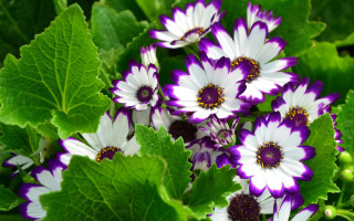 Purple flower garden bouquet nature - betty merken free wallpaper