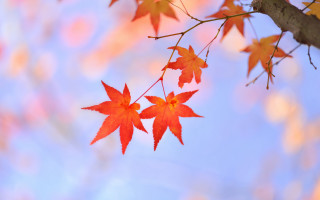 Autumn branch red leaves blue - aimitsu free wallpaper