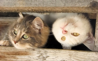 Cats fence illusion symmetry puzzle - a cat free wallpaper