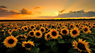 Sunflowers sunset clouds field landscape - a field of sunflowers free wallpaper