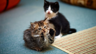 Kittens surprised blue eyes sharp - their face free wallpaper