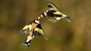 Birds flying open wings blurry - two bird free wallpaper