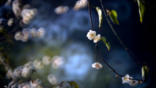 White flower branch bokeh blurry 2 - chang daichien free wallpaper