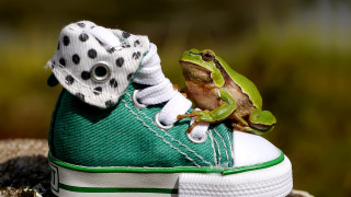Frog green shoe polka dot - a frog free wallpaper