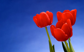 Red tulips blue sky flowers - corneille free wallpaper