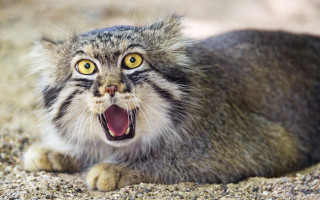Cat open mouth shock animal - mouth wide open free wallpaper