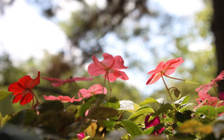 Pink flowers tree branch forest - dave arredondo free wallpaper