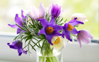 Vase purple white flowers window - a window sill free wallpaper
