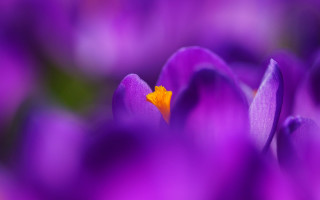 Purple flower yellow center macro - a yellow center in the center of the flower free wallpaper