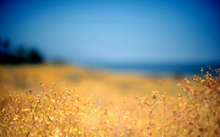 Yellow flowers blue sky autumn - a blue sky in the background free wallpaper for desktop