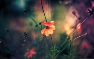 Flower grass background bokeh nature - soft focus free wallpaper