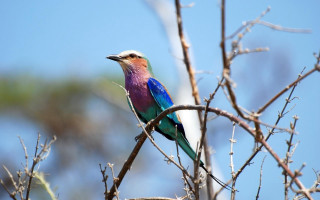 Colorful bird on branch sky - a sky background in the background free wallpaper