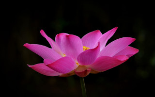 Pink flower yellow center black 2 - a yellow center free wallpaper