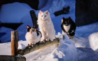 Three cats snow log renaissance 2 - bourgeoi free wallpaper