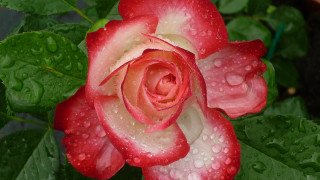 Red white rose water droplets - petal free wallpaper for desktop