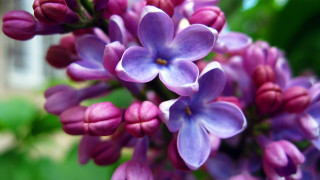 Purple flower closeup bokeh garden - the background and a building in the background free wallpaper