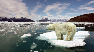 Polar bear ice floater mountains - a polar bear free wallpaper