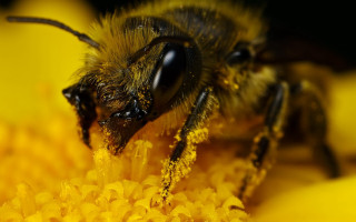 Bee yellow flower pollen macro - a yellow border free wallpaper