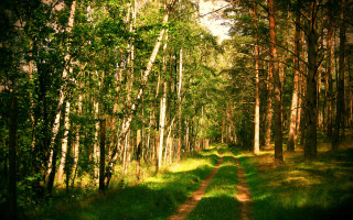 Dirt road forest trees trail 4 - a woodcut free wallpaper